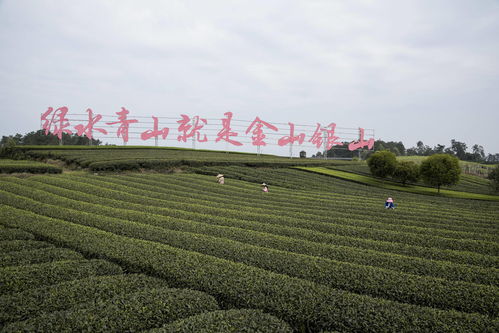 总投资507.38亿元,蒲江县集中签约24个项目,涉生态旅游现代农业等